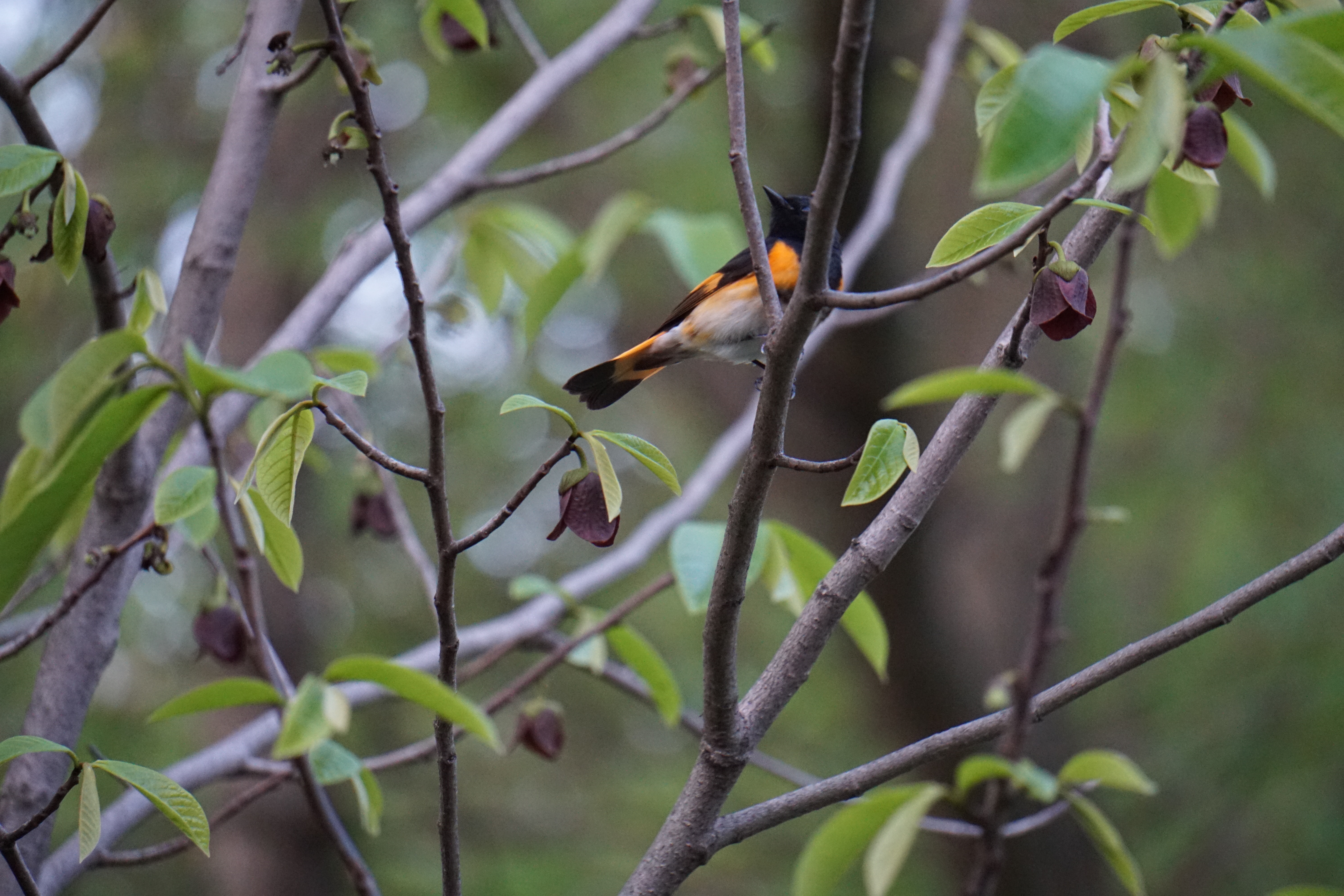 A male American Redstart perched on a branch among maroon pawpaw flowers and fresh spring leaves
