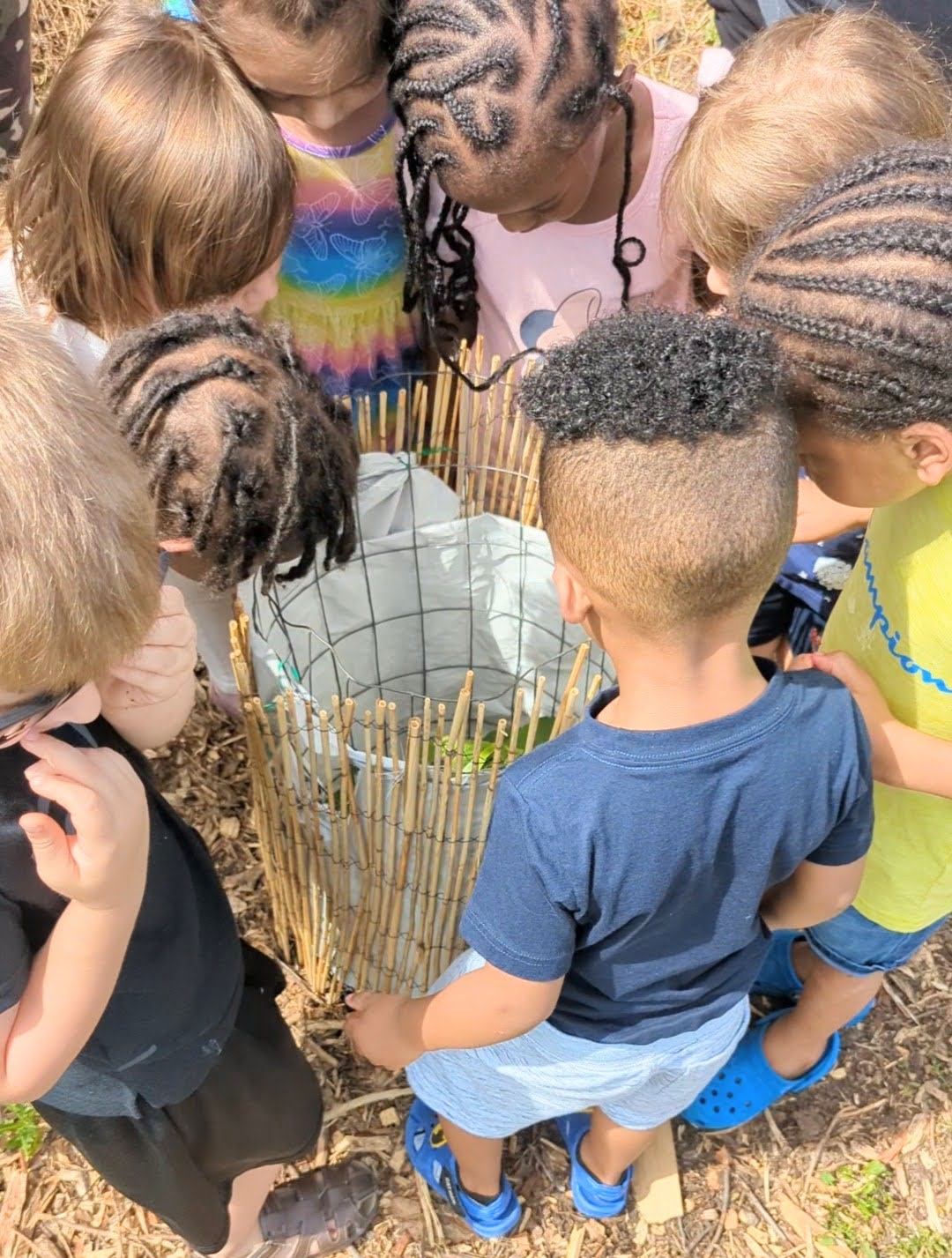 A group of young students gathered around a newly planted pawpaw sapling protected by a bamboo deer cage