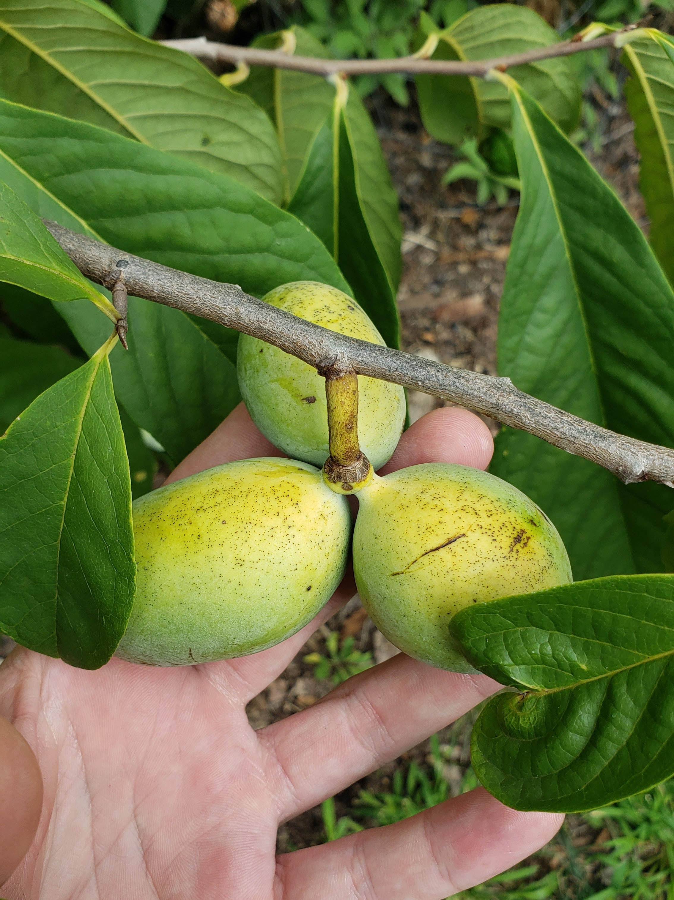 A hand holding ripening pawpaw fruits still attached to the branch among broad green leaves